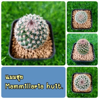 แมมฮุย (Mammillaria huitzilopochtli) ไม้เมล็ดหนามสวย ขอดูรูปปัจจุบันได้เลยจ้า