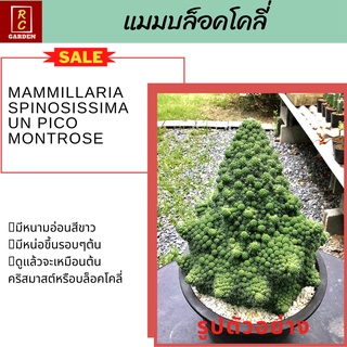 แมมบล็อคโคลี่ Mammillaria Spinosissima Un Pico Montrose แคคตัส กระบองเพชร ส่งพร้อมกระถาง