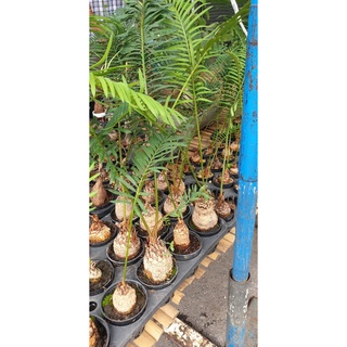 3 ต้น ปรงนา Cycas siamensis ขนาดจิ๋ว ไม้บอนไซ ต้นไม้จิ๋ว ขนาดเท่ากำปั่น