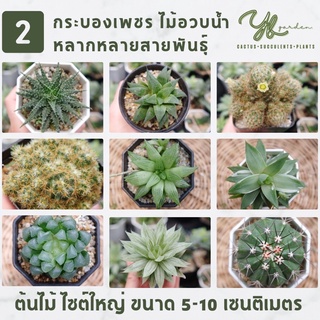 กระบองเพชร ไม้อวบน้ำ ฮาโวเทีย แคคตัสหลากหลายสายพันธุ์ ชุดที่ 2 เริ่มต้นที่ 40-100 บาท  cactus &amp; succulent ส่งทั้งกระถาง