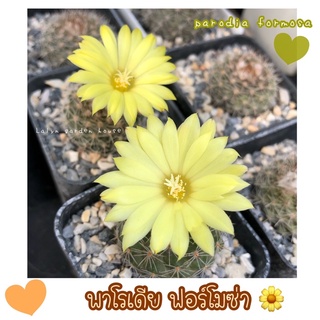 🌼🐻 พาโรเดีย ฟอร์โมซ่า parodia formosa🌵🌼 ดอกสีเหลือง ตรงปก❗️ ถ่ายจากแคคตัสของทางร้านค่ะ 💕