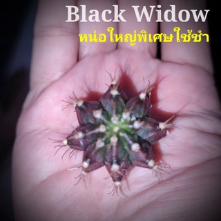 แคคตัสBlack Widow🌵แท้⭐หน่อใหญ่พิเศษใช้ชำ⭐ขนาด3cm.ขึ้นไป