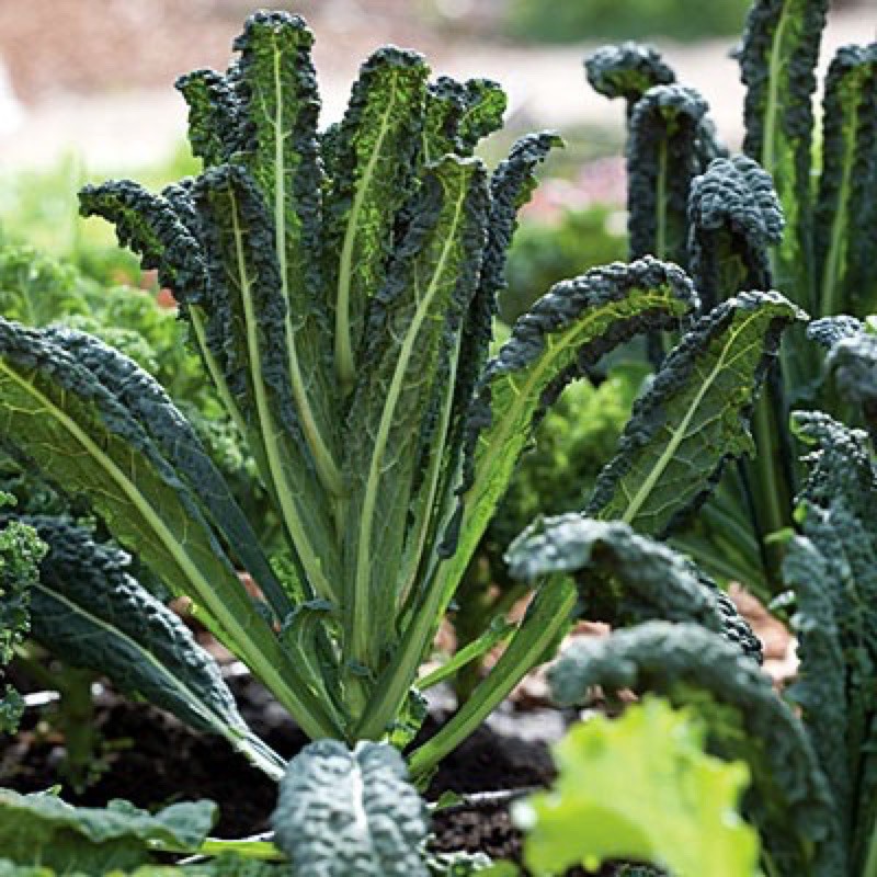 เมล็ดพันธุ์ ผักเคล ลาชินาโต (Lacinato Kale Seed) เคล บรรจุ 50 เมล็ด – โปรปัง