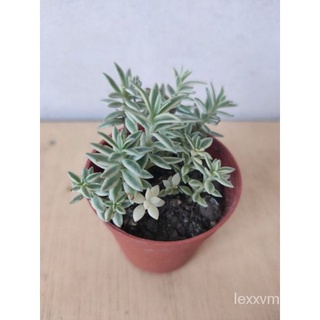  iekha  Succulent Sedum Lineare文胸/种子/儿童/生菜/男装/手链/头饰/苹果/香菜/上衣/ J824