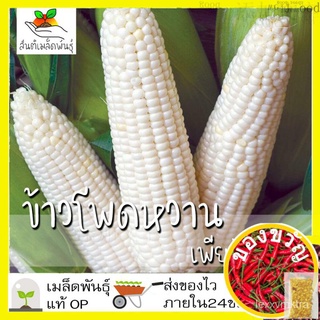 เมล็ดอวบอ้วน100%เมล็ดพันธุ์ ข้าวโพดฮอกไกโด เพียวไวท์ 12 เมล็ด Pure White Sweet Corn F1 seed เมล็ดพันธุ์แท้100%นำเข้าจากต
