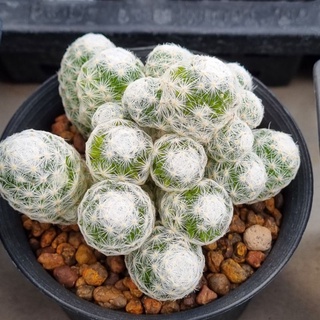 mammillaria​ humboldtii ฟอร์มกอ​