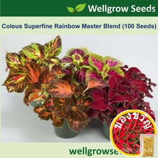 เมล็ด: Coleus Superfine Rainbow Master ผสม (100เมล็ด) 彩叶草:พิเศษปรับเรนโบว์ชุด(ผสมต้นแบบ) Biji Benih Bunga Ati-Atied เมล็