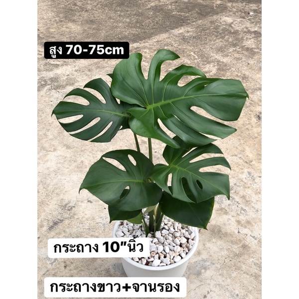 มอนสเตอร่าสูง70-75cmกระถาง10”พร้อมจานรองphilodendron,monstera,deliciosaไม้ฟอกอากาศ รูปที่ 2