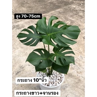 มอนสเตอร่าสูง70-75cmกระถาง10”พร้อมจานรองphilodendron,monstera,deliciosaไม้ฟอกอากาศ