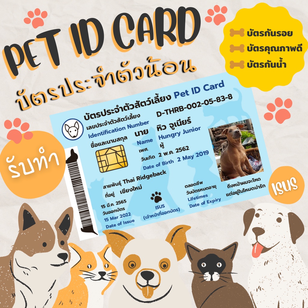 [บัตรแข็ง] บัตรประจำตัวสัตว์เลี้ยงสำหรับต้าวลูกปุกปุยที่บ้าน