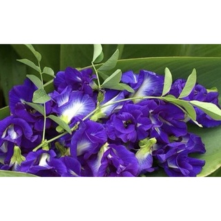 ต้นอัญชัน ดอกอัญชัน ดอกสีน้ำเงิน Butterfly pea พร้อมกระถาง 8 นิ้ว ลำต้นสูง 50 ซม.