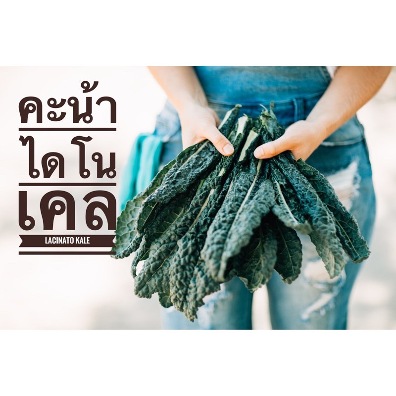 เมล็ด​พันธุ์​  คะน้าไดโนเคล​ lacinato kale​ 150เมล็ด​