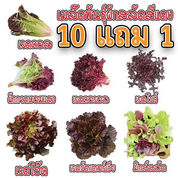 เมล็ดพันธุ์ ผักสลัดสีแดง เมล็ดสลัดใบสีแดง 100-200 เมล็ด มีคู่มือการปลูก ถูกสุด 9 บาท [ซื้อ 10 แถม 1คละได้]