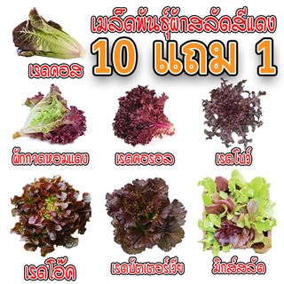 เมล็ดพันธุ์ 🍅ผักสลัดสีแดง เมล็ดสลัดใบสีแดง 100-200 เมล็ด 🥬มีคู่มือการปลูก🥬 ถูกสุด 9 บาท [ซื้อ 10 แถม 1คละได้]