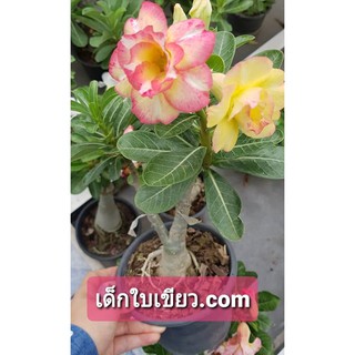 เหลือง - ต้นชวนชม สายพันธุ์ฮอลแลนด์ กระถาง 6 นิ้ว (ส่งทั้งกระถาง สีดอกจะออกโทนเหลือง จะได้พันธุ์ตามแต่สวนจะมีช่วงนั้น)