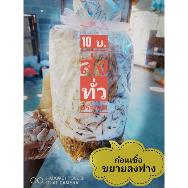 ก้อนเชื้อเห็ดโคนน้อยสายพันธุ์ดอกใหญ่ ดำช้า น้ำหนักดี