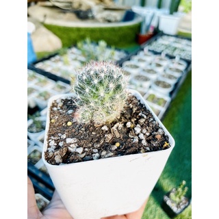 แมมเม็ดพริก Mammillaria