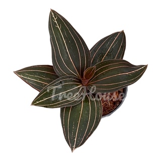 ว่านน้ำทอง (Jewet orchid) กระถาง 2-3 นิ้ว