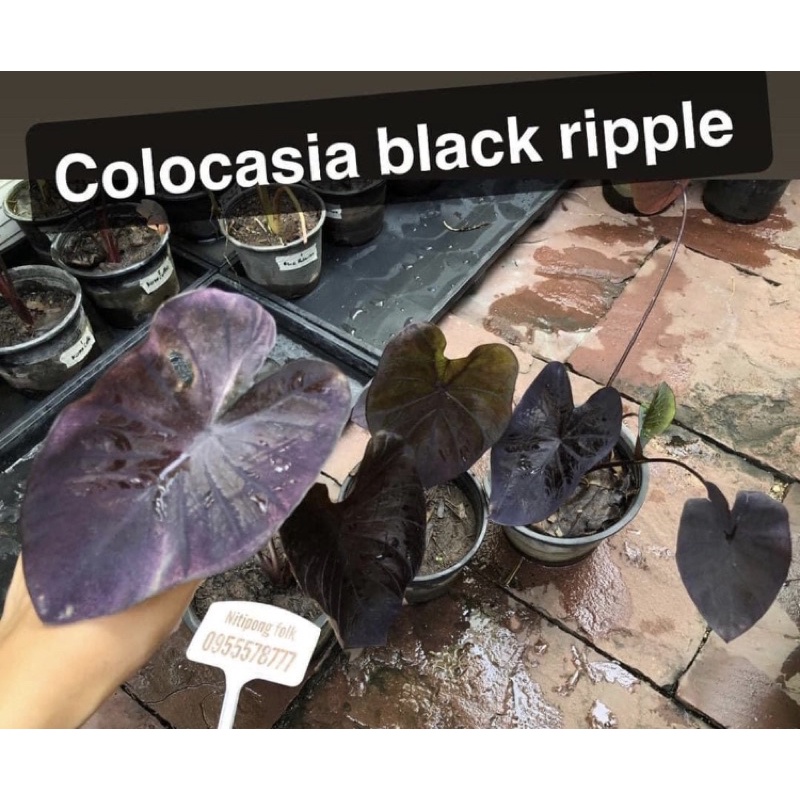colocasia black ripple บอนนอก