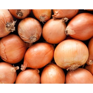 100 เมล็ด เมล็ดหอมหัวใหญ่ สายพันธุ์ หอมใหญ่ Agra  Onion seeds