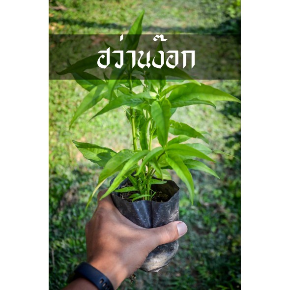 ฮว่านง็อก พญาวานร  สมุนไพรมนต์ดำ แข็งแรงราวผีปลุก ต้นสวยๆพร้อมส่ง