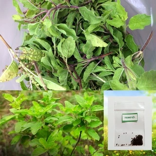 เมล็ดกะเพราป่า 50 เมล็ด 🌱 ซื้อ 10 แถม 2 คละได้ 💥 เลือกของแถมได้ คิดถึงเมล็ดผัก คิดถึง skinsun