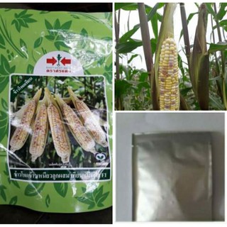 [50 เมล็ด]  🌽เมล็ดพันธุ์ข้าวโพดเทียนหมื่นฝัก เทียนสามสี ตราศรแดง เทียนลาย เหนียวนุ่ม