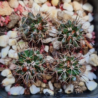 Mammillaria Mammilaris แมมหนามพิกุล