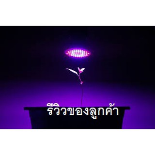 หลอดปลูกต้นไม้  หลอด bulb LED แสงสีชมพู อมม่วง ขั้วเกลียว  ก