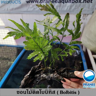 ขอนไม้ติดโบบิทิส (Bolbitis) (ต้นไม้น้ำ) ***กรุณาอ่านรายละเอียดก่อนสั่งซื้อ***