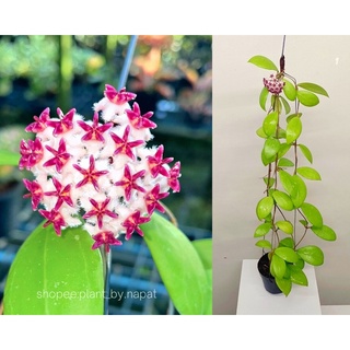 Hoya erythrostemma new โฮย่า ดอกสวย