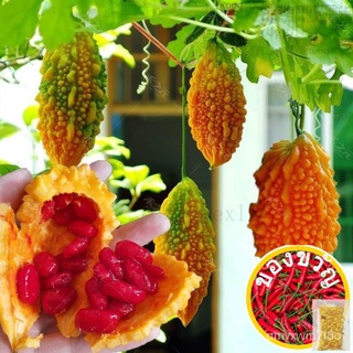 High quality seeds 10pcs Golden little bitter gourd bonsai plant home garden vegetable fruit plantin通心菜/裙子/头饰/母婴/园艺/ดอกไ