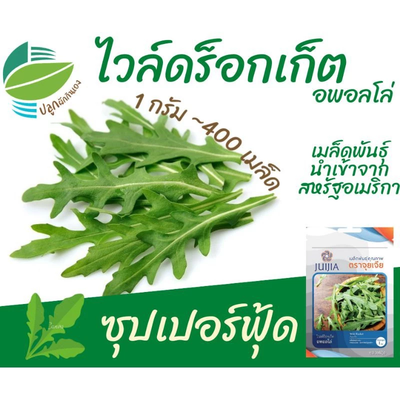 ไวล์ดร็อคเก็ต ~400 เมล็ด (Wild Rocket) #ผักสลัด #เมล็ดพันธุ์ #สลัด