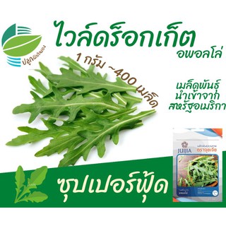 ไวล์ดร็อคเก็ต ~400 เมล็ด (Wild Rocket)​ #ผักสลัด #เมล็ด​พันธุ์​ #สลัด