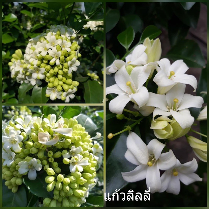 My Image 32