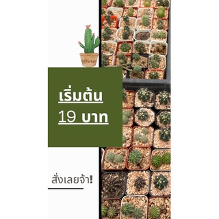 Cuctus ต้นกระบองเพชร โปรโมชั่นพิเศษเอาปากกามาวง 19 ฿