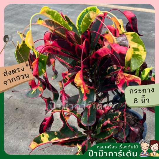 มุมมอง 2