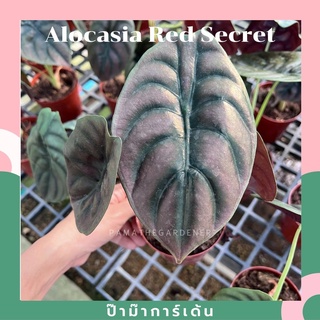 ต้นอโลคาเซีย คูเปีย เรดซีเครท Alocasia Cuprea Red Secret