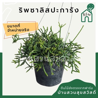 ริพซาลิสปะการัง ในกระถาง 4 นิ้ว rhipsalis