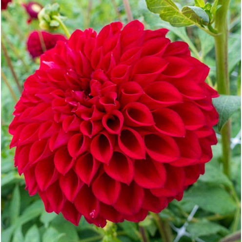 1 หัว ดอกดาร์เลีย รักเร่ Dahlia สายพันธุ์ Boom Boom Red หัวรักเร่