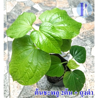 ต้นชะพลู2 ต้น+ถุงดำ  (Wildbetal leafbush)