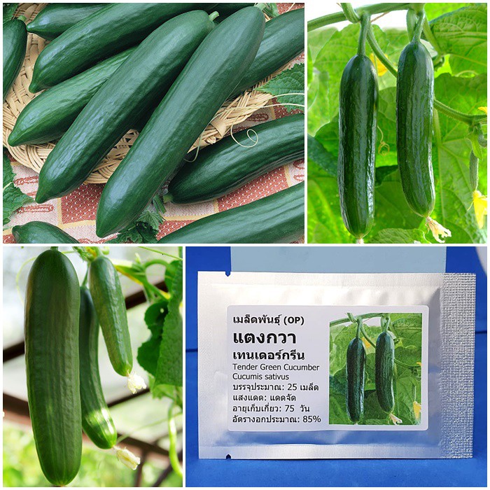 เมล็ดพันธุ์ แตงกวาเทนเดอร์กรีน (Tender Green Cucumber Seed) บรรจุ 25 เมล็ด คุณภาพดี ราคาถูก ของแท้ 100%