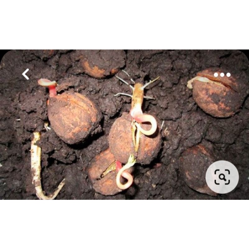 ถูกที่สุด เมล็ดสำหรับเพาะปลูก!! ถั่ววอลนัท (walnut)พันธุ์ฝรั่งเศส (Fernor) 3เมล็ด120ของแท้100% ระวังของลอกเลียนแบบ