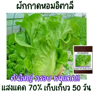 1,000 เมล็ด ผักกาดหอมอิตาลี ผักกาดหอมอิตาเลี่ยน Italian lettuce seeds.