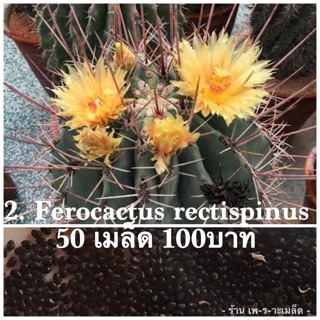 c2 Ferocactus rectispinus 50 เมล็ด 100บาท(เมล็ดนำเข้าใหม่2020)