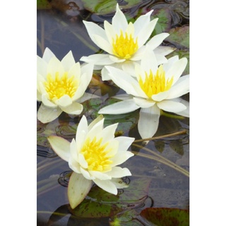100 เมล็ด เมล็ดบัว สีเหลือง นำเข้า บัวนอก สายพันธุ์เมล็ดบัว Waterlily Nymphaea Seeds