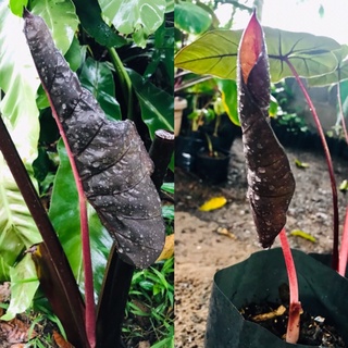 Alocasia plumbea nigra (บอนดำ)