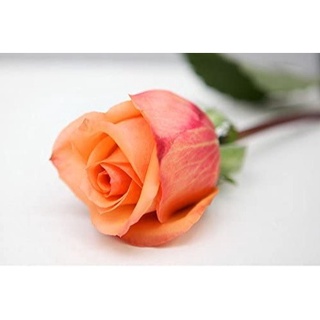 30 เมล็ด กุหลาบ Holiday Princess Rose Seeds ดอกใหญ่ นำเข้าพร้อมคู่มือ