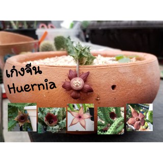 เก๋งจีน Huernia ส่งพร้อมกระถาง 2 นิ้ว