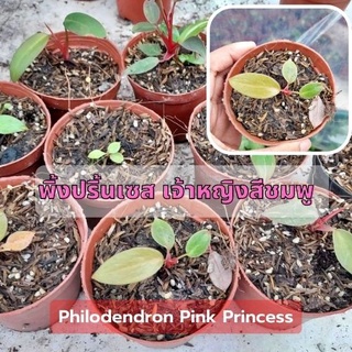 1 กระถาง ต้นพิงค์ปริ้นเซส Philodendron pink princess พิ้งปริ้นเซส เจ้าหญิงสีชมพู คละต้นจัดส่งพร้อมกระถาง